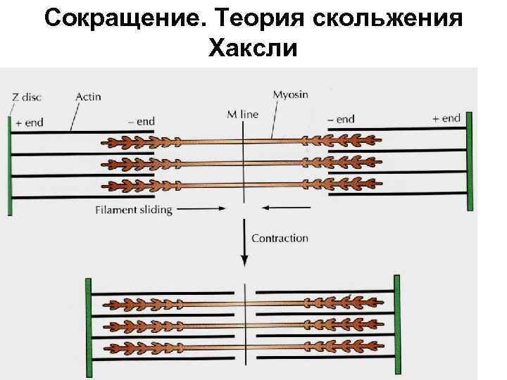 Скользящие нити. Механизм мышечного сокращения теория скольжения. Теория скользящих нитей. Теория скользящих нитей Хаксли. Теория скользящих нитей кратко.