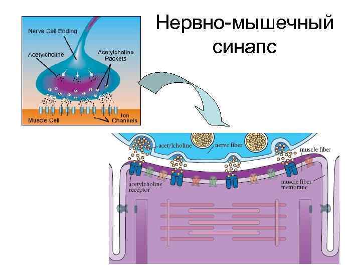 Нервно-мышечный синапс 