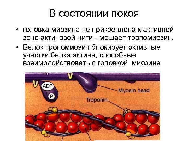 В состоянии покоя • головка миозина не прикреплена к активной зоне актиновой нити -