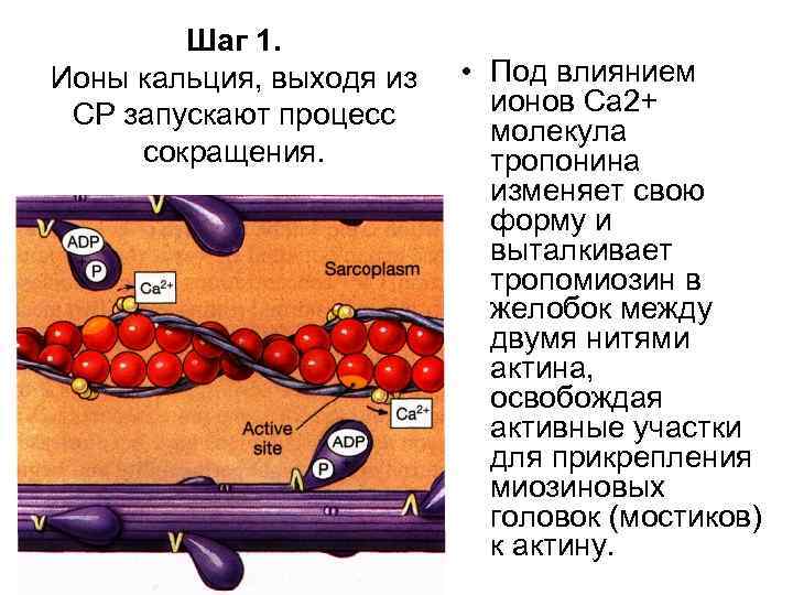 Шаг 1. Ионы кальция, выходя из СР запускают процесс сокращения. • Под влиянием ионов