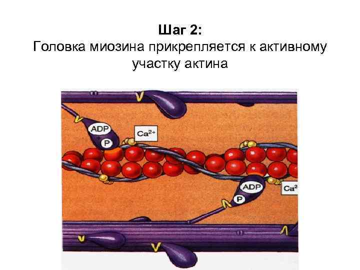 Шаг 2: Головка миозина прикрепляется к активному участку актина 