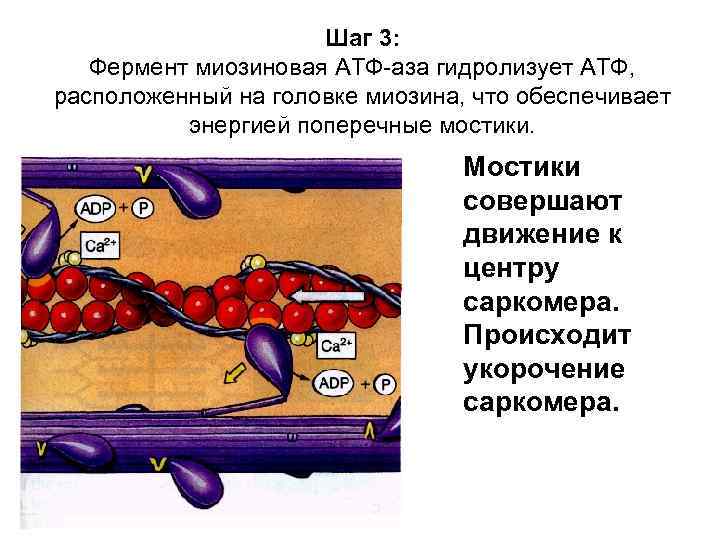 Шаг 3: Фермент миозиновая АТФ-аза гидролизует АТФ, расположенный на головке миозина, что обеспечивает энергией