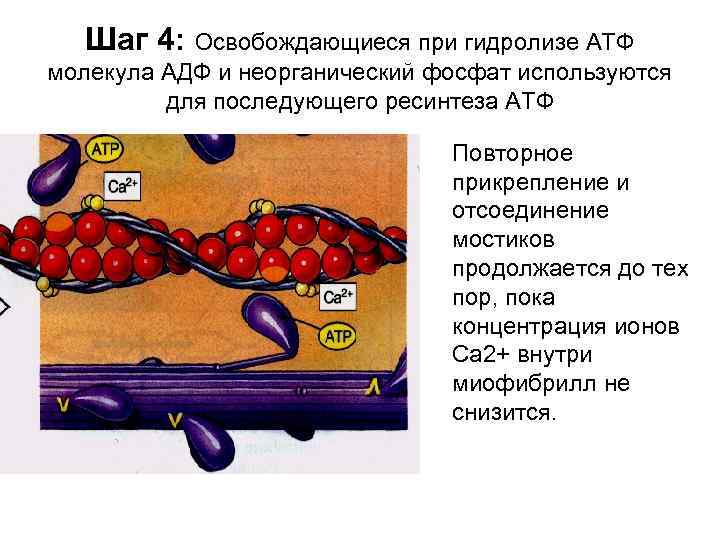 Шаг 4: Освобождающиеся при гидролизе АТФ молекула АДФ и неорганический фосфат используются для последующего