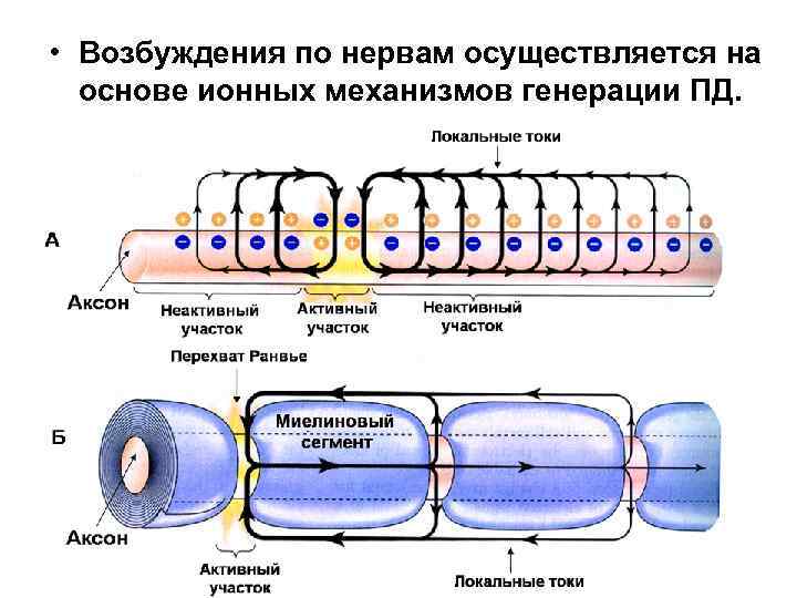  • Возбуждения по нервам осуществляется на основе ионных механизмов генерации ПД. 