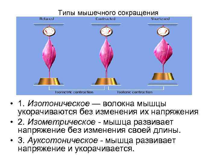 Виды и режимы сокращений