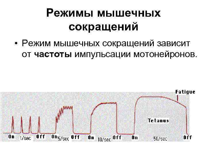 Режимы мышц. Режимы мышечных сокращений физиология. Режимы сокращения мышц физиология. Графики сокращения мышц. Частота мышечных сокращений.