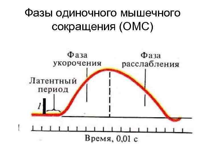 Фазы одиночного мышечного сокращения (ОМС) 