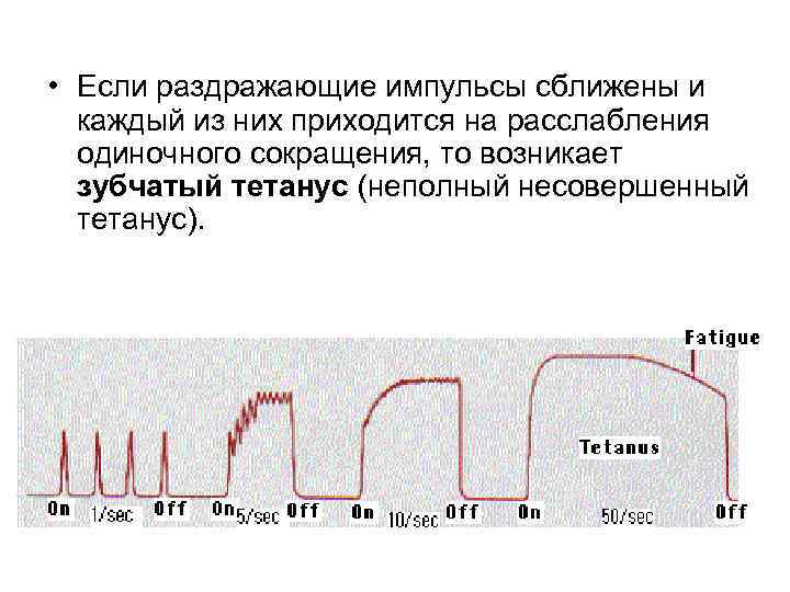  • Если раздражающие импульсы сближены и каждый из них приходится на расслабления одиночного