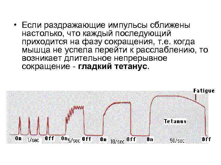  • Если раздражающие импульсы сближены настолько, что каждый последующий приходится на фазу сокращения,