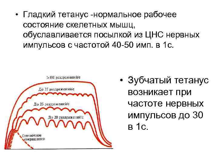  • Гладкий тетанус -нормальное рабочее состояние скелетных мышц, обуславливается посылкой из ЦНС нервных