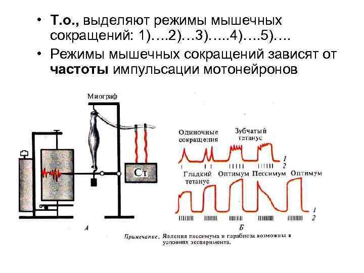  • Т. о. , выделяют режимы мышечных сокращений: 1)…. 2)… 3)…. . 4)….