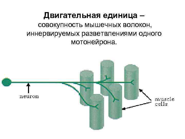 Схема двигательная единица