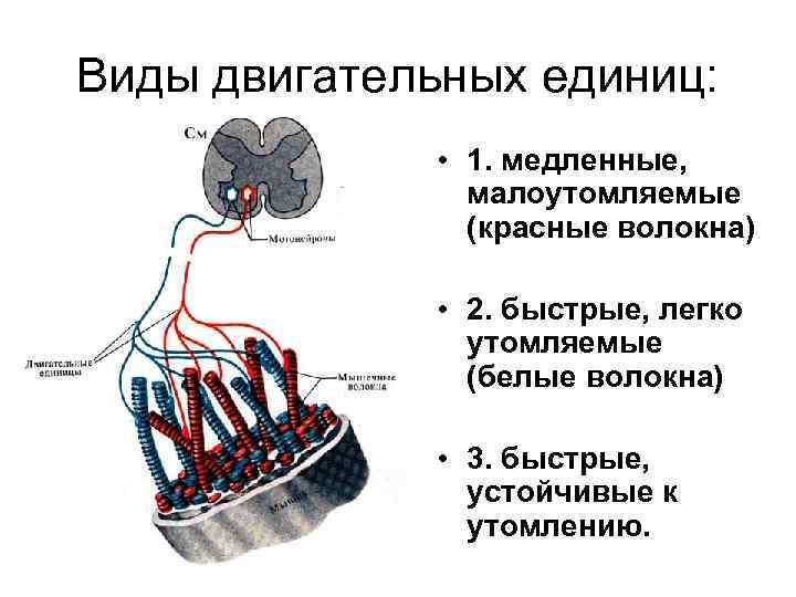 Виды двигательных единиц: • 1. медленные, малоутомляемые (красные волокна) • 2. быстрые, легко утомляемые