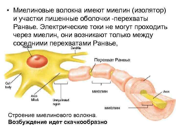  • Миелиновые волокна имеют миелин (изолятор) и участки лишенные оболочки -перехваты Ранвье. Электрические