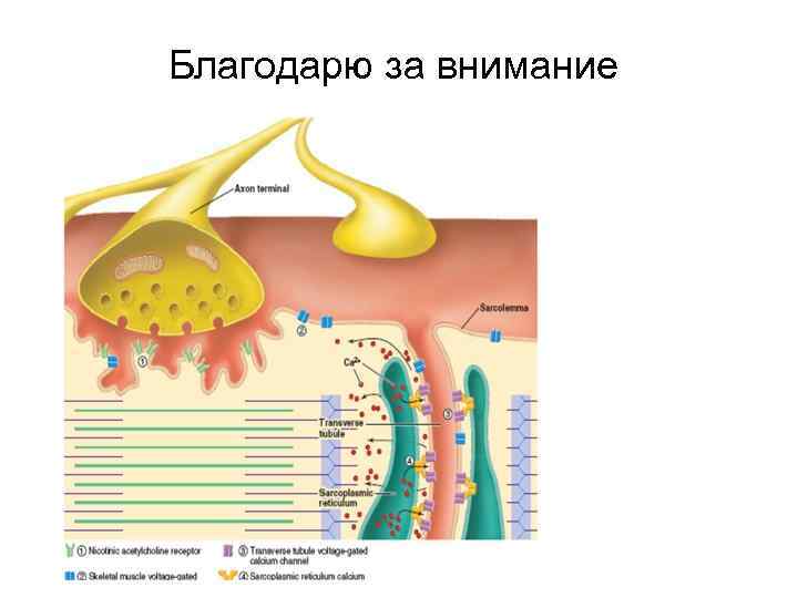 Благодарю за внимание 