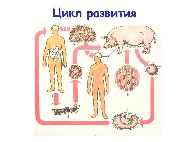 Цикл развития 