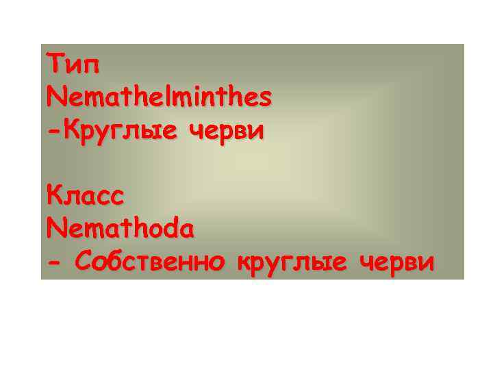 Тип Nemathelminthes -Круглые черви Класс Nemathoda - Собственно круглые черви 
