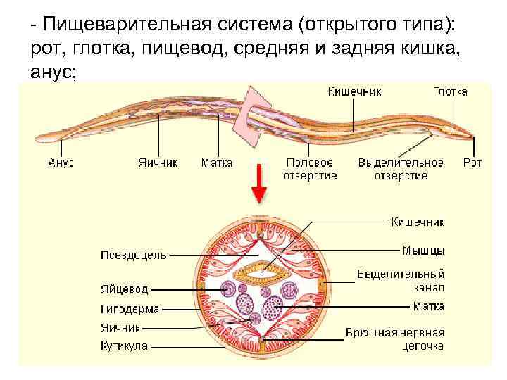 - Пищеварительная система (открытого типа): рот, глотка, пищевод, средняя и задняя кишка, анус; 