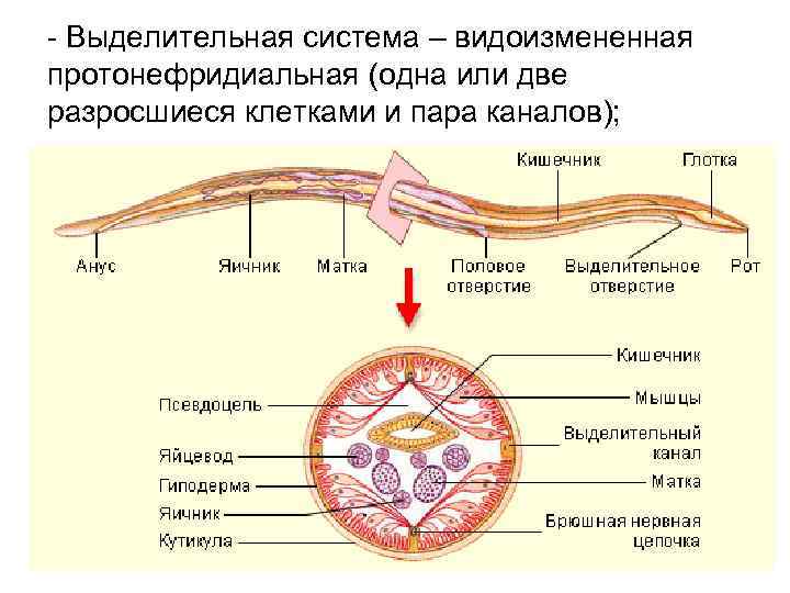 - Выделительная система – видоизмененная протонефридиальная (одна или две разросшиеся клетками и пара каналов);