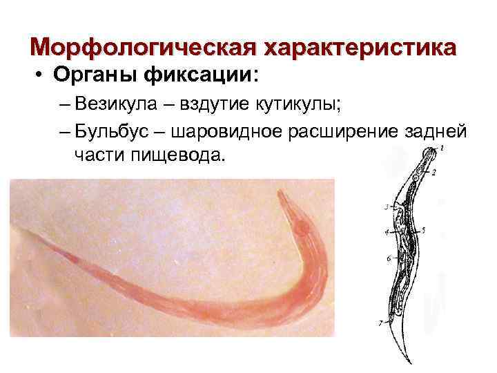 Морфологическая характеристика • Органы фиксации: – Везикула – вздутие кутикулы; – Бульбус – шаровидное