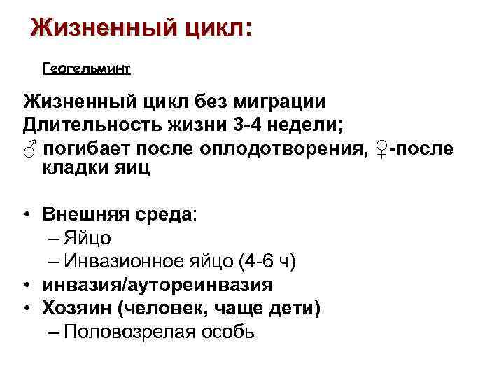 Жизненный цикл: Геогельминт Жизненный цикл без миграции Длительность жизни 3 -4 недели; ♂ погибает