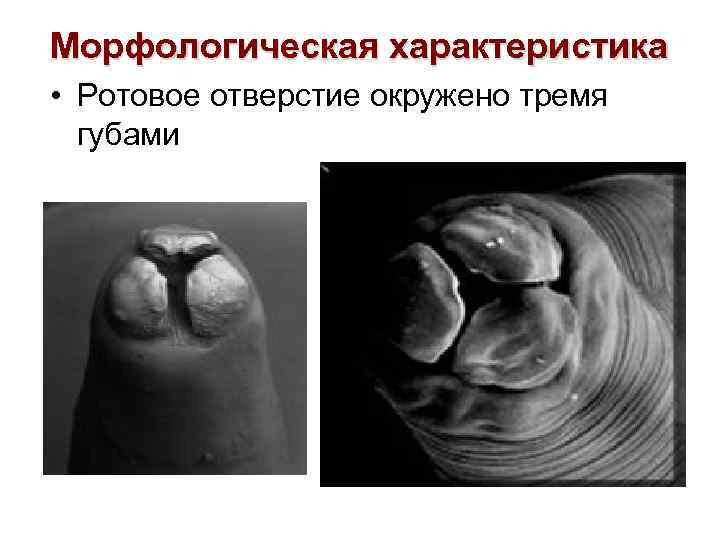 Морфологическая характеристика • Ротовое отверстие окружено тремя губами 
