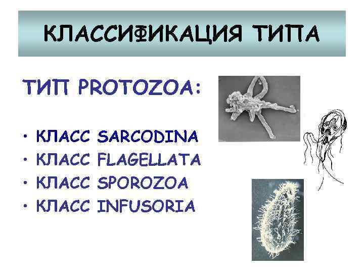 КЛАССИФИКАЦИЯ ТИПА ТИП PROTOZOA: • • КЛАСС SARCODINA FLAGELLATA SPOROZOA INFUSORIA 