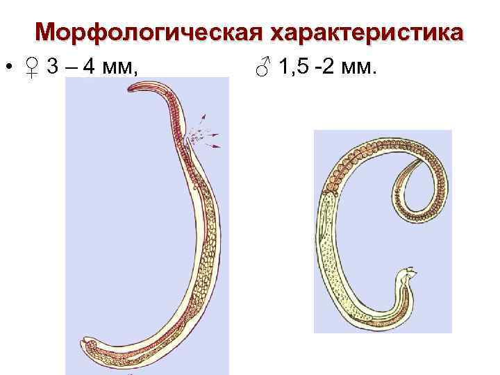 Морфологическая характеристика • ♀ 3 – 4 мм, ♂ 1, 5 -2 мм. 