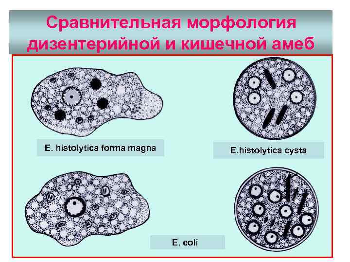 Какой цифрой обозначен на рисунке организм в котором происходит развитие дизентерийной амебы