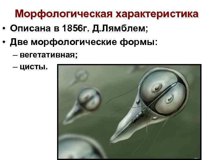 Морфологическая характеристика • Описана в 1856 г. Д. Лямблем; • Две морфологические формы: –