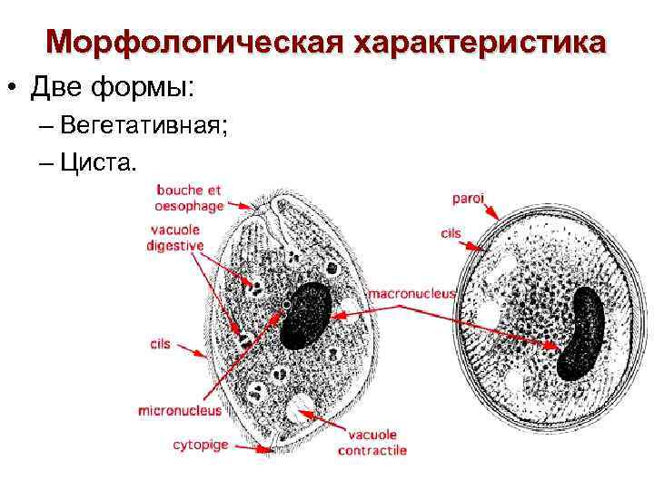 Морфологическая характеристика • Две формы: – Вегетативная; – Циста. 