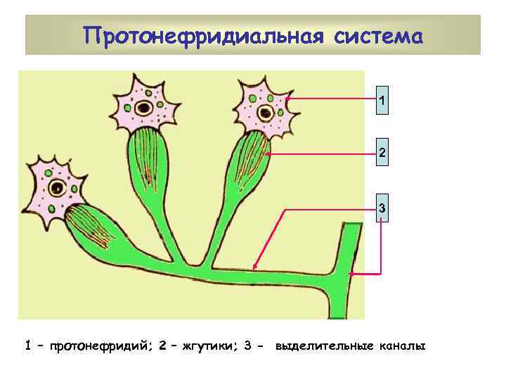 Органы выделения протонефридии непереваренные остатки