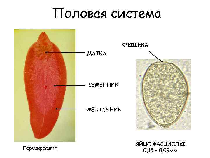 Яйца фасциолы