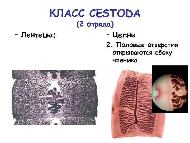 КЛАСС CESTODA – Лентецы; (2 отряда) – Цепни 2. Половые отверстия открываются сбоку членика