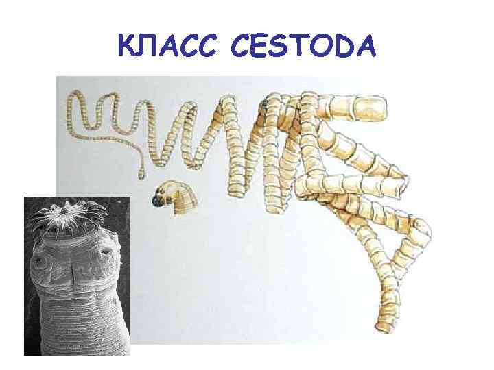 КЛАСС CESTODA 