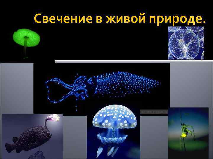 Свечение в живой природе. 