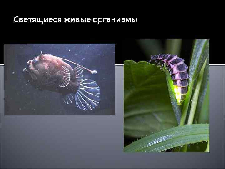 Светящиеся живые организмы 