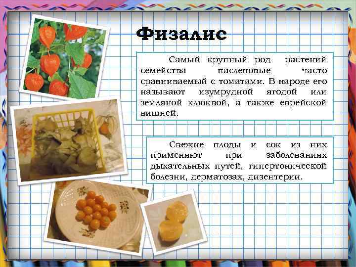 Физалис Самый крупный род растений семейства пасленовые часто сравниваемый с томатами. В народе его