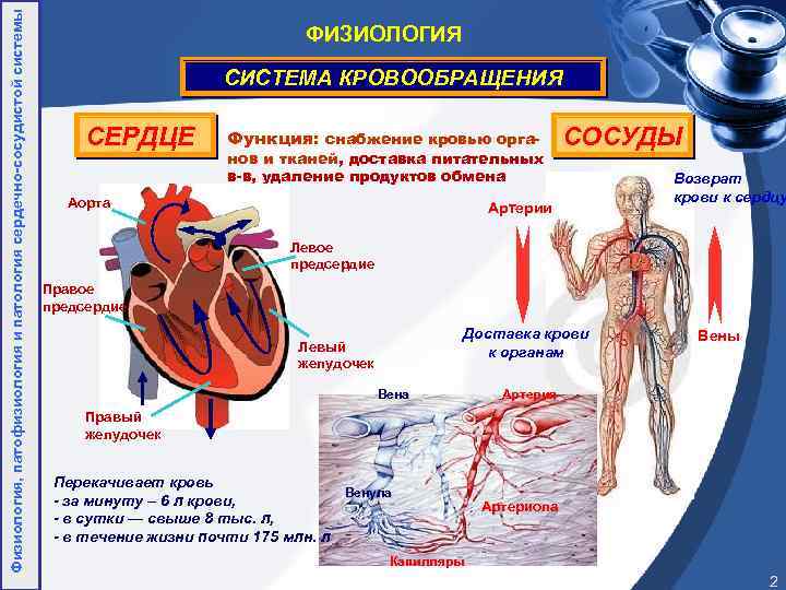 Общий план строения системы кровообращения функции сердца и сосудов физиология