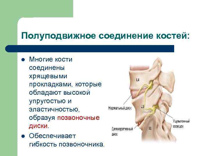 Полуподвижное соединение костей: l l Многие кости соединены хрящевыми прокладками, которые обладают высокой упругостью