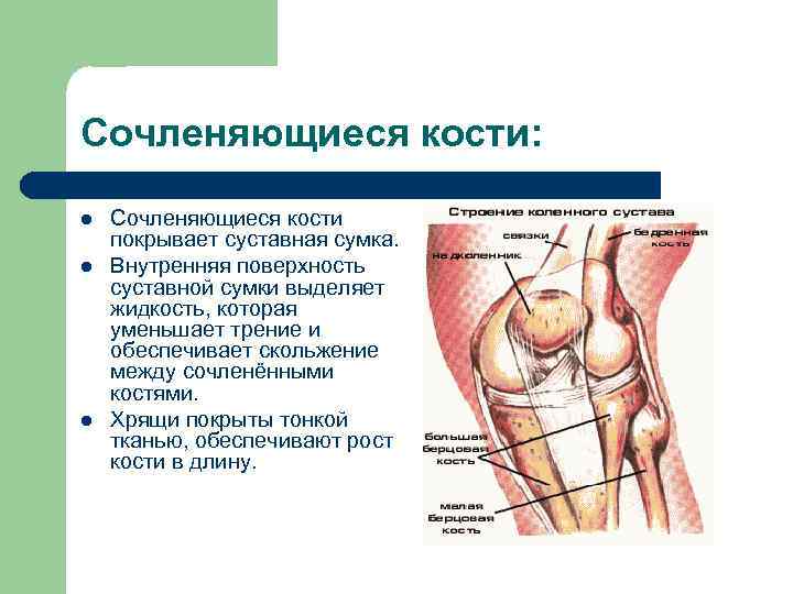 Сочленяющиеся кости: l l l Сочленяющиеся кости покрывает суставная сумка. Внутренняя поверхность суставной сумки