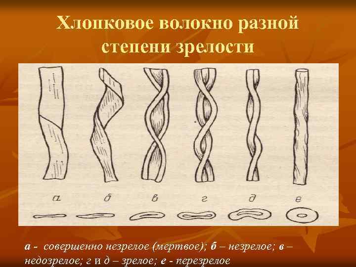 Разной степени. Строение волокна хлопка. Строение хлопчатобумажной ткани. Хлопковое волокно различной степени зрелости.