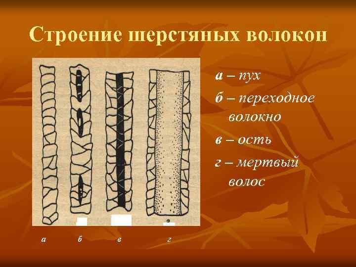 Строение шерстяных волокон а – пух б – переходное волокно в – ость г