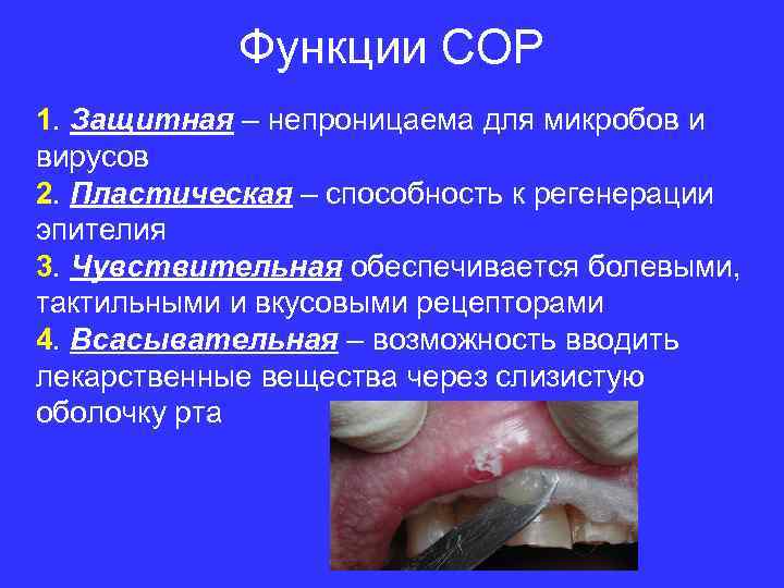 Функции СОР 1. Защитная – непроницаема для микробов и вирусов 2. Пластическая – способность