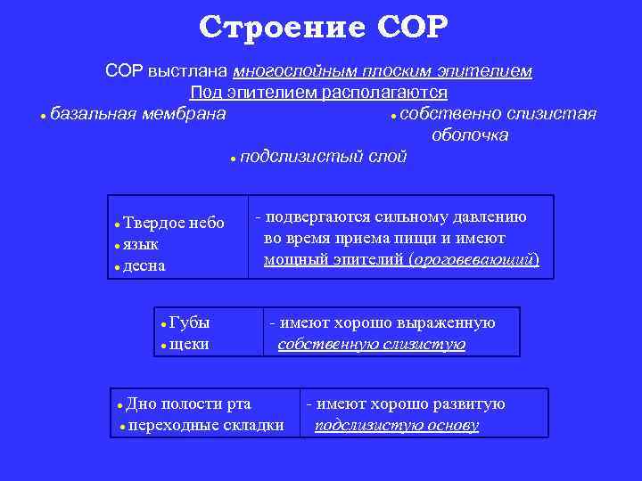 Строение СОР выстлана многослойным плоским эпителием Под эпителием располагаются ● базальная мембрана ● собственно