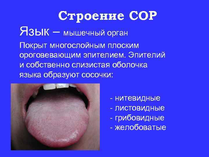 Строение СОР Язык – мышечный орган Покрыт многослойным плоским ороговевающим эпителием. Эпителий и собственно