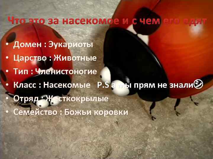 Что это за насекомое и с чем его едят • • • Домен :