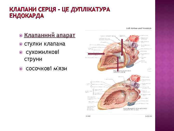 КЛАПАНИ СЕРЦЯ – ЦЕ ДУПЛІКАТУРА ЕНДОКАРДА Клапанний апарат стулки клапана сухожилкові струни сосочкові м'язи