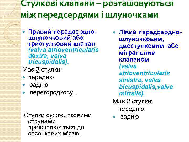 Стулкові клапани – розташовуються між передсердями і шлуночками Правий передсердношлуночковий або тристулковий клапан (vаlva