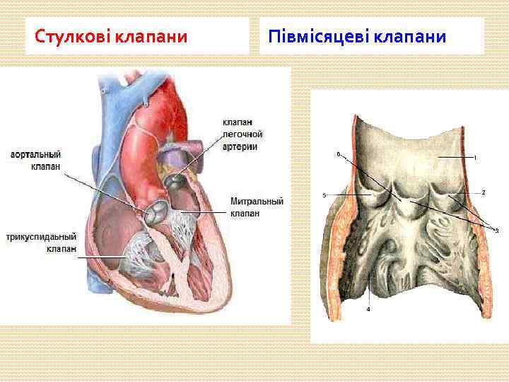 Стулкові клапани Півмісяцеві клапани 